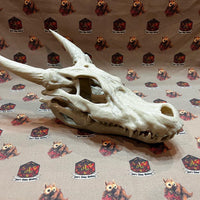 Kobold Skull | Trophy | Prop